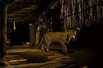 Leopard (Panthera pardus) in city at night, Mumbai, India.  December 2018.