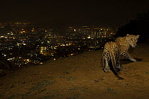 Leopard (Panthera pardus) at night with city lights behind, Mumbai, India. November 2018. Camera trap image.