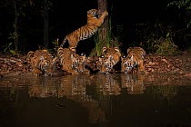Tigress (Panthera tigris tigris) with her four cubs from  Chandrapur district, Maharashtra, India. She lives in an area known for human-animal conflict and yet is successfully raising her four cubs in...