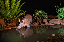 Aardvark (Orycteropus afer) drinking at night, Zimanga private game reserve, KwaZulu-Natal, South Africa. Medium repro only