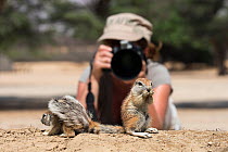 Photographer Ann Toon photographing Cape ground squirrels (Xerus inauris) Kgalagadi Transfrontier Park, South Africa, January 2016. Model released.