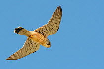 Kestrel (Falco tinnunculus) male hovering overhead, Cornwall, UK, April.