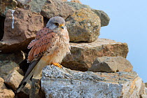 Kestrel (Falco tinnunculus) male perched on a rock cairn on a coastal headland, Cornwall, UK, April.