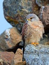 Kestrel (Falco tinnunculus) male perched on a rock cairn on a coastal headland, Cornwall, UK, April.