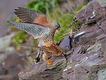 Kestrel (Falco tinnunculus) pair copulating on cliff ledge, Cornwall, UK, April.