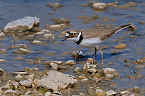 Little ringed plover (Charadrius dubius) foraging for invertebrate food on the muddy margins of a freshwater lake, Gloucestershire, UK, April.