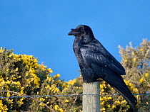 Raven (Corvus corax) perched on fence post among flowering Common gorse bushes (Ulex europaeus) on a clifftop with the sea in the background, Cornwall, UK, April.