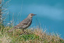 Rock pipit (Anthus petrosus) perched on cliff edge grassland with the sea in the background, Cornwall, UK, April.