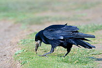 Rook (Corvus frugilegus) with leatherjacket (Tipulidae) extracted from the ground by probing coastal grassland with its beak, Cornwall, UK, April.