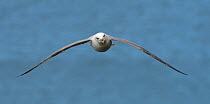 Fulmar (Fulmaris glacialis) in flight, head on view, Cornwall, UK, April.