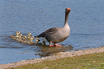 Greylag goose (Anser anser) emerging from a lake with its brood of six goslings following, Gloucestershire, UK, April.