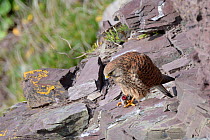 Kestrel (Falco tinnunculus) female perched on a cliff ledge while eating a Common shrew (Sorex araneus) brought by her mate as a courtship gift and held in her talons, Cornwall, UK, April.