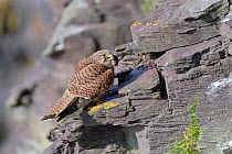 Kestrel (Falco tinnunculus) female perched on a cliff ledge with a Common shrew (Sorex araneus) brought by her mate as a courtship gift, Cornwall, UK, April.