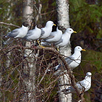 Common gull (Larus canus) and Black-headed gull (Chroicocephalus ridibundus) group perched on branch. Finland. May.