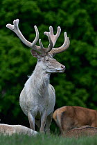 Red deer (Cervus elaphus) leucistic stag in velvet. Jaegersborg Dyrehave / Deer Park, Denmark. May.