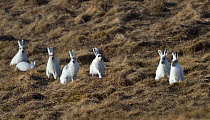 Mountain hare (Lepus timidus) group sitting and feeding in grassland. Winter pelage starting to change. Varanger, Norway. May.