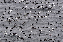 Common mure / guillemot (Uria aalge) group swimming on Barents sea. Horborgna Island, Varanger, Norway. May.