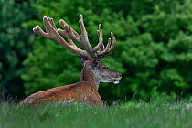 Red deer (Cervus elaphus) stag invelvet ruminating in grassland. Jaegersborg Dyrehave / Deer Park, Denmark. May.
