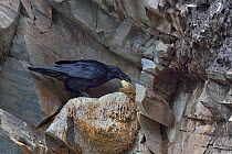Northern raven (Corvus corax) stealing egg from Gull&#39;s nest on cliff face. Hornoya Island, Varanger, Norway. May,