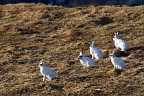Mountain hare (Lepus timidus) five sitting in grassland. In winter pelage, starting to change colour. Varanger, Norway. May.