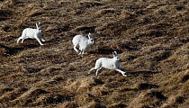 Mountain hare (Lepus timidus), three running in grassland, in winter pelage. Varanger, Norway. May.