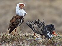 Ruff (Philomachus pugnax), two males in competition during courtship display, at lek. Varanger, Norway. May.