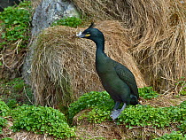 European shag (Phalacrocorax aristotelis). Hornoya Island, Varanger, Norway. May.