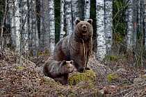 Brown bear (Ursus arctos) female and cub standing in forest clearing. Finland. May.