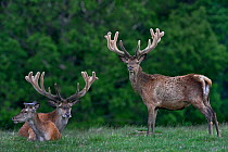 Red deer (Cervus elaphus), three stags in velvet. Jaegersborg Dyrehave / Deer Park, Denmark. May.