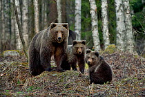 Brown bear (Ursus arctos) female and two cubs. In coniferous forest, Finland. May.