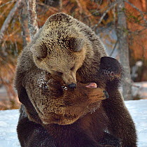 Brown bear (Ursus arctos) pair mating. Finland. May. Small repro only.