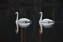 Whooper swan (Cygnus cygnus) pair swimming, reflected in water. Finland. May,
