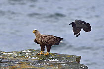 Hooded crow (Corvus cornix) mobbing White-tailed eagle (Haliaeetus albicilla) standing on coastal rock. Varanger, Norway. May.