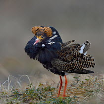 Ruff (Philomachus pugnax) male in courtship display at lek. Varanger, Norway. May. Small repro only.