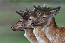 Fallow deer (Dama dama), three bucks in velvet in a row. Jaegersborg Dyrehave / Deer Park, Denmark. May. Small repro only.