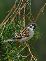 Eurasian tree sparrow (Passer montanus) perched on branch. Finland. May.
