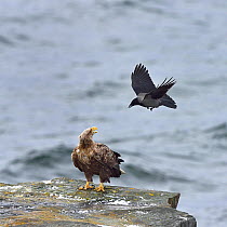 Hooded crow (Corvus cornix) mobbing White-tailed eagle (Haliaeetus albicilla) standing on coastal rock. Varanger, Norway. May. Small repro only