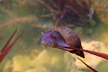 Great pond snail (Lymnaea stagnalis) grazing aquatic vegetation in a garden pond, Wiltshire, UK, May.