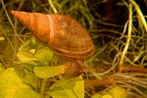Great pond snail (Lymnaea stagnalis) grazing aquatic vegetation in a garden pond, Wiltshire, UK, February.