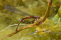 Large red damselfly (Pyrrhosoma nymphula) female laying eggs on aquatic plants in a pond, Wiltshire, UK, June.