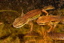 Two male Palmate newts (Lissotriton helveticus) swimming in a garden pond at night surrounded by Water fleas (Daphnia pulex), near Wells, Somerset, UK, March.