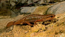 Palmate newt (Lissotriton helveticus) female, emerging from a dew pond renovated by the Mendip Ponds Project to forage on land after dark, near Cheddar, Somerset, UK, March.