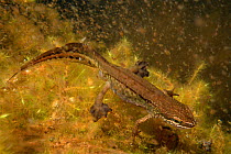 Palmate newt (Lissotriton helveticus) male in a garden pond at night with webbed hind feet spread wide, surrounded by Water fleas (Daphnia pulex), near Wells, Somerset, UK, March.