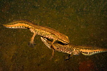 Two male Palmate newts (Lissotriton helveticus) swimming in a garden pond at night surrounded by Water fleas (Daphnia pulex), near Wells, Somerset, UK, March.