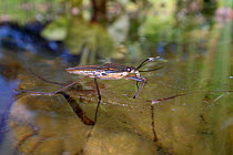 Common pond skater / Water strider (Gerris lacustris) standing on the surface of a garden pond, Wiltshire, UK, May.