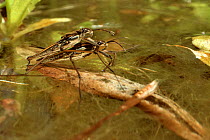 Common pond skater / Water strider (Gerris lacustris) pair mating on the surface of a garden pond, Wiltshire, UK, May.