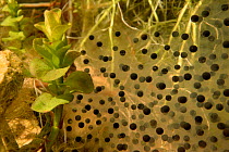 Frogspawn of a Common frog (Rana temporaria) in a garden pond among aquatic vegetation, Wiltshire, UK, March.