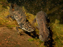 Great crested newt (Triturus cristatus) male courting a female by arching his back and waving his tail in a garden pond at night, surrounded by Water fleas (Daphnia pulex), near Wells, Somerset, UK, M...