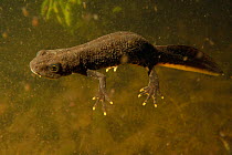 Great crested newt (Triturus cristatus) female swimming in a garden pond at night, Somerset, UK, March. Photographed under license.