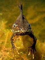 Great crested newt (Triturus cristatus) male in a garden pond at night, head-on view, Somerset, UK, March. Photographed under license.